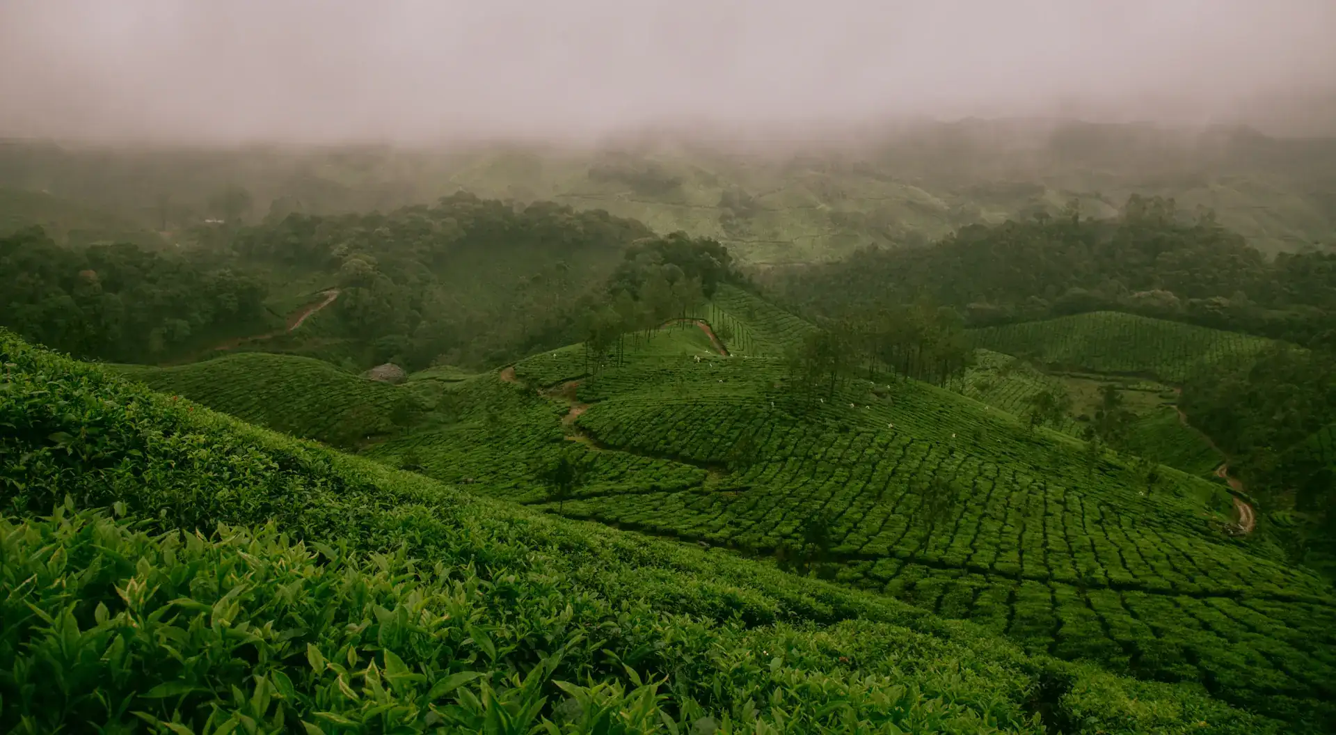 Teeplantagen in den Hügeln von Munnar, Kerala