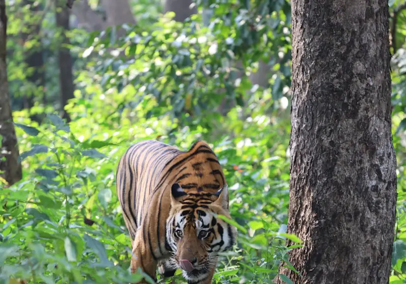 Tiger im Kanha-Nationalpark